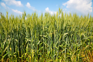 Green Wheat field