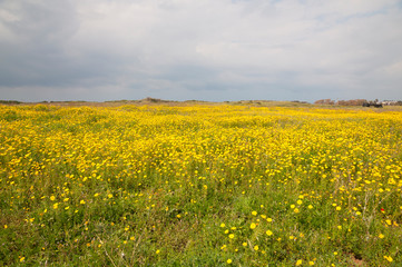 Obraz premium Yellow wild flowers fields