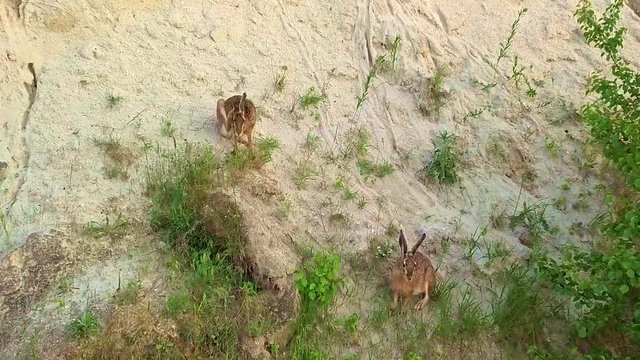 Two rabbits standing on a slope