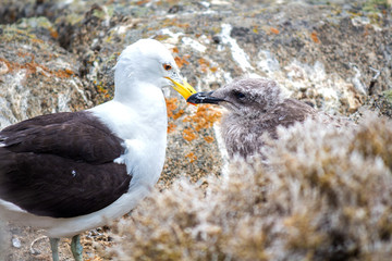 gaviota madre y su hijo