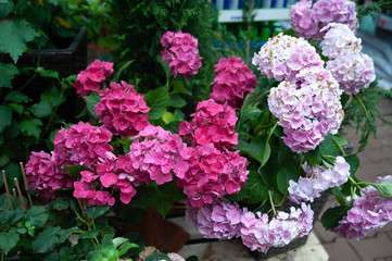 Pink hydrangea in pots in a shop, flower shop, gardening