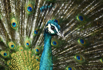 Fototapeta na wymiar Beautiful peacock feathers on show