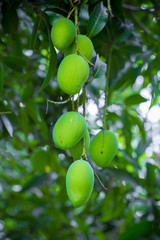 Mango growing on tree.