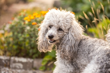 A miniature gray poodle toy standing in the garden on a sunny summers day.
