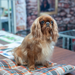 Red king charles spaniel portrait at a dog show