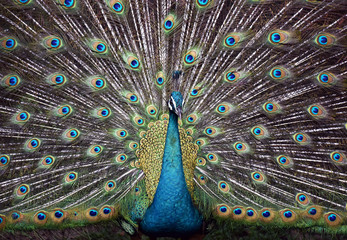 Beautiful peacock feathers on show