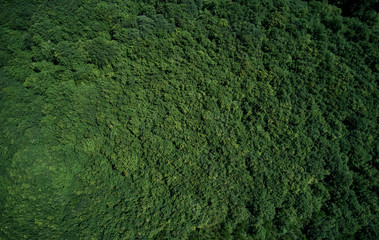 Aerial view forest