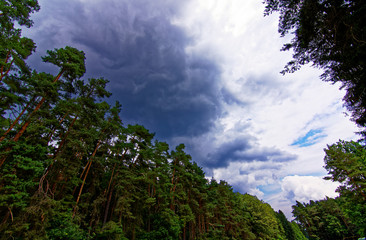 Fototapeta premium dense forest on a bright Sunny day