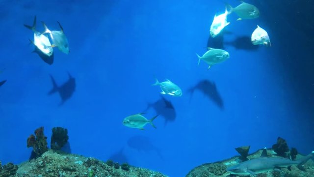 View of a deep-sea aquarium with a lot of floating fish, snakes, sharks and moray eels. Underwater sea world background