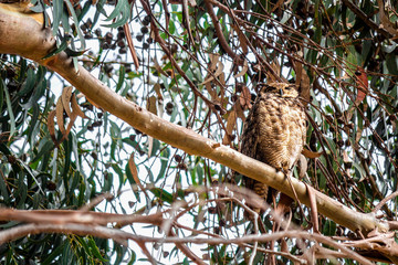 Tucúquere o búho magallánico 