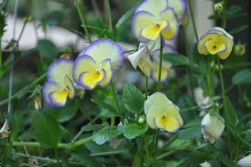 Purple Highlighted Violas