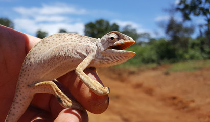 Small african chameleon on a hand