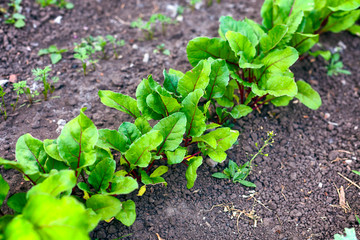 Garden bed with young beets.