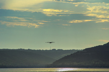 Obraz premium bird flying in the sky