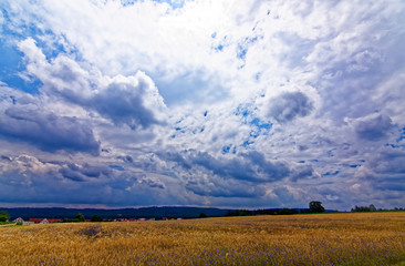 Fototapeta premium beautiful sky with clouds over the field near the forest