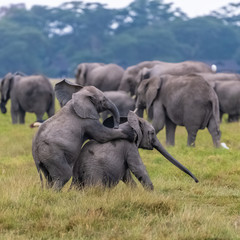 Two young elephants playing together in Africa