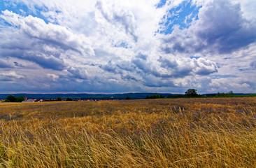 beautiful sky with clouds over the field near the forest