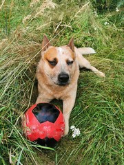 australian cattle dog with football on the green meadow
