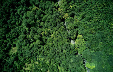 Obraz premium Aerial view forest