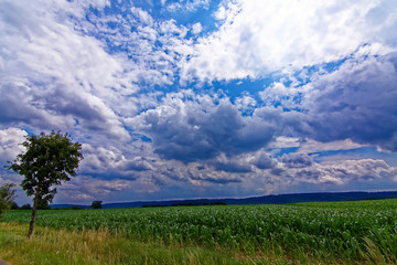 beautiful sky with clouds over the field near the forest