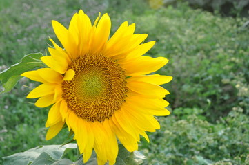 Sunflower and Greens