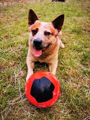 australian cattle dog with football on the green meadow