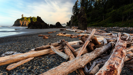 Driftwood on the shore of the olympic peninsula, Washington state