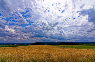 beautiful sky with clouds over the field near the forest