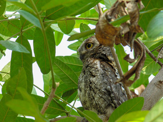 African Scops Owl (Otus senegalensis) in Kruger Park