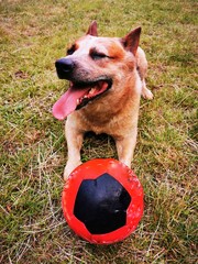 australian cattle dog with football on the green meadow