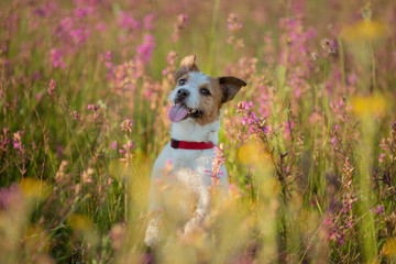 smiling jack russell terrier Dog in a field of flowers. Happy pet in the sun, portrait