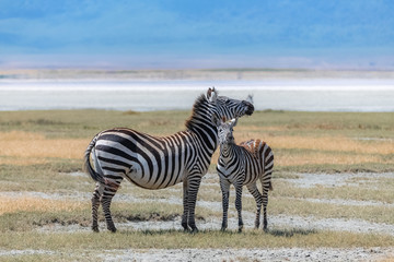     Two zebras in the savannah, the mother and its baby 
