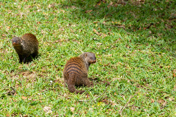 Banded Mongoose (Mungos mungo)