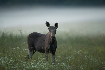 Young Moose bull (Alces alces)
