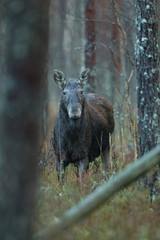 Moose cow in a forest (Alces alces)