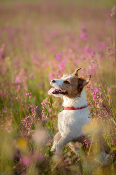 smiling jack russell terrier Dog in a field of flowers. Happy pet in the sun, portrait