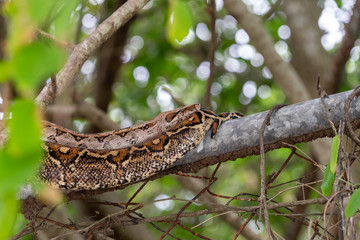 Boa (Boa constrictor) on a fence