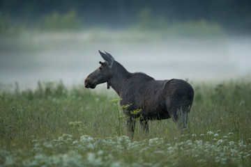 Young Moose bull (Alces alces)