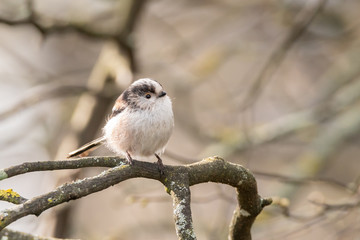 Long-tailed tit (Aegithalos caudatus)