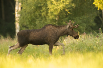 Naklejka na ściany i meble Moose bull on a meadow (Alces alces)