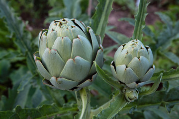 Obraz premium Artichoke on the plant in a garden