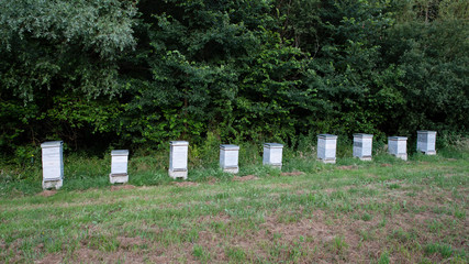 White wooden hive in nature