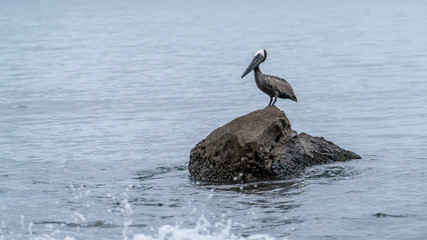 Brown Pelican (Pelecanus occidentalis)