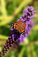colorful butterflies sitting on flowers