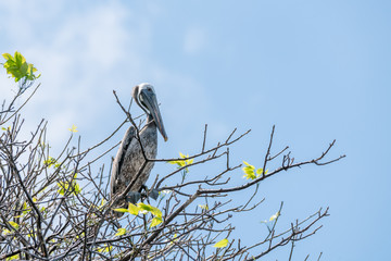 Brown Pelican (Pelecanus occidentalis)
