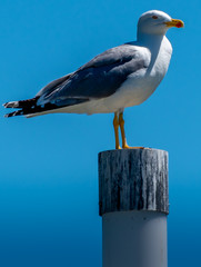 Goéland a bord du lac 
