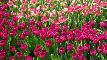 Fototapeta premium Amazing puple and pink tulips in the orangery. Diversity of tones of pink color.