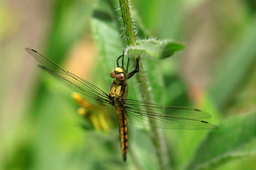 colorful dragonfly sitting on plant
