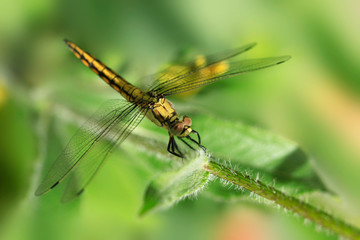 colorful dragonfly sitting on plant