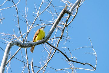 Great Kiskadee (Pitangus sulphuratus)
